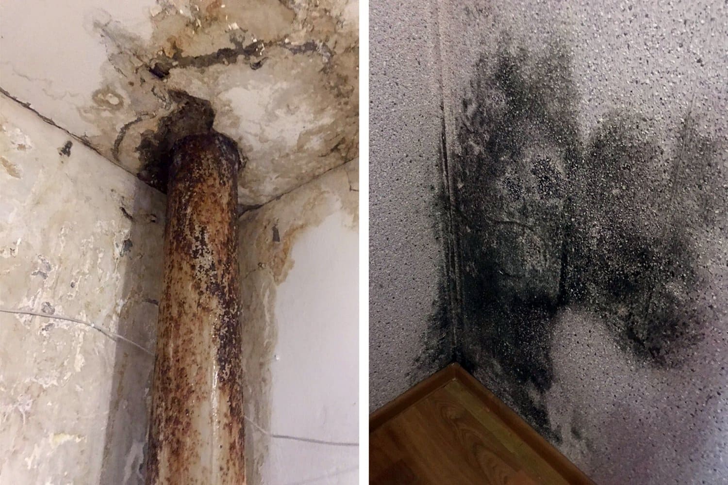 Cum să scapi de mucegai